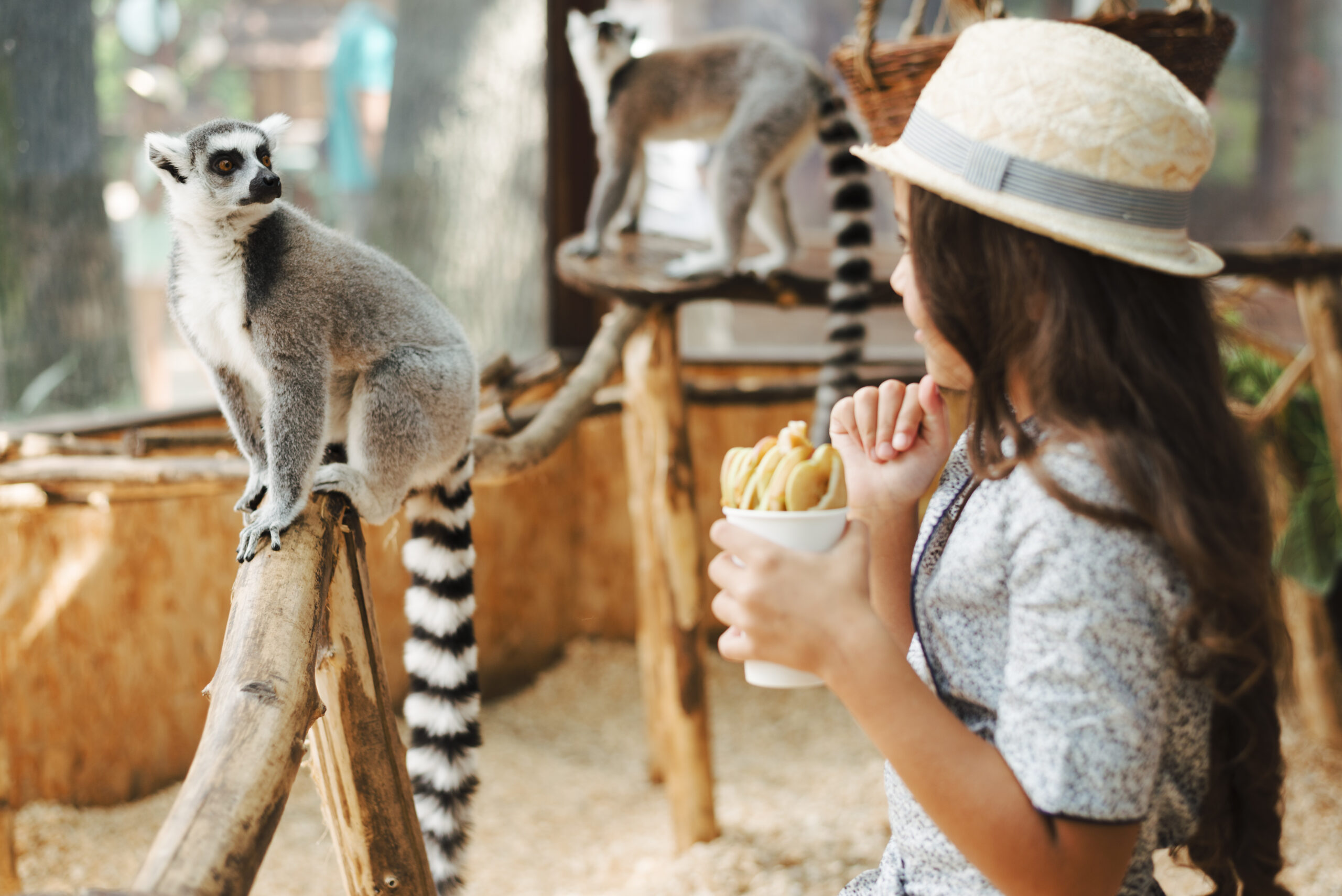 Visitando el The Animal Kingdom Vacation Lodge